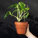 BONATOPIA | Lot de 4 Mini tuteurs pour plantes - Doré