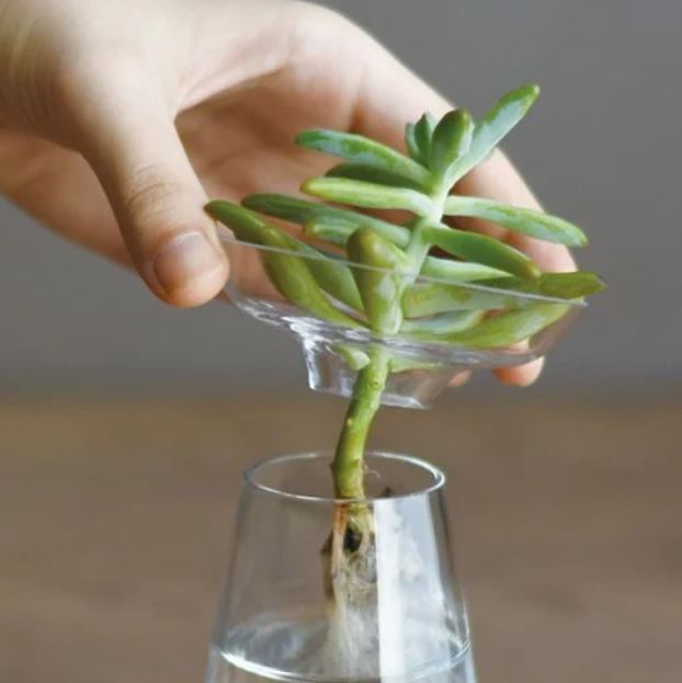 Kinto | Petit vase d'aqua culture - Transparent