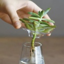 Kinto | Grand Vase d'aqua culture - Transparent
