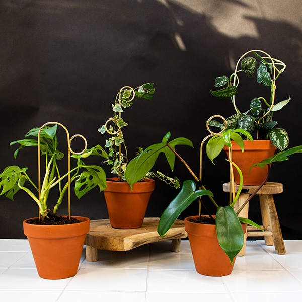BOTANOPIA | Lot de 4 Mini tuteurs pour plantes - Doré