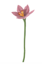 Aveva Design | Fleur en Laine éternelle - Lily - Pale Pink  
